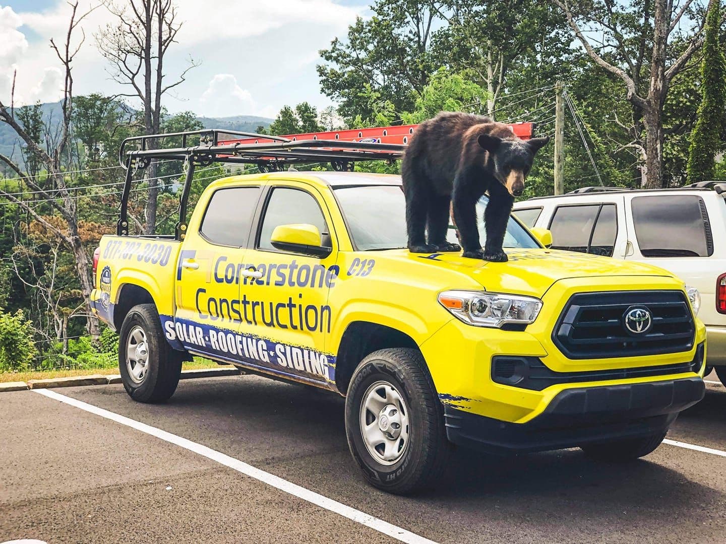 A brown bear stands on the hood of a Cornerstone Construction truck.